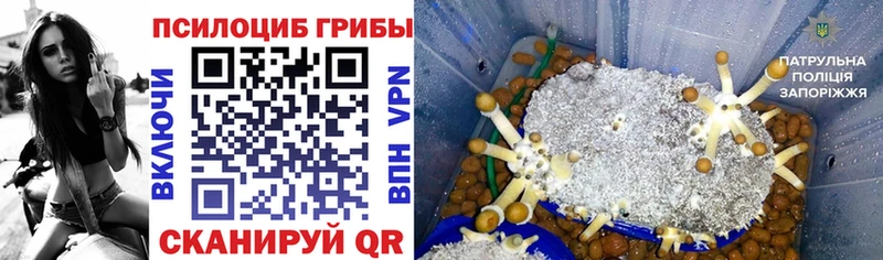 Галлюциногенные грибы Psilocybe  мега как войти  Норильск  где купить наркотик 
